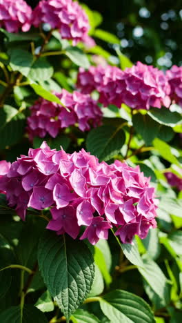 beautiful pink hydrangea blossoms
