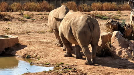 two large rhinos looking at each other close to a small lake on a sunny day