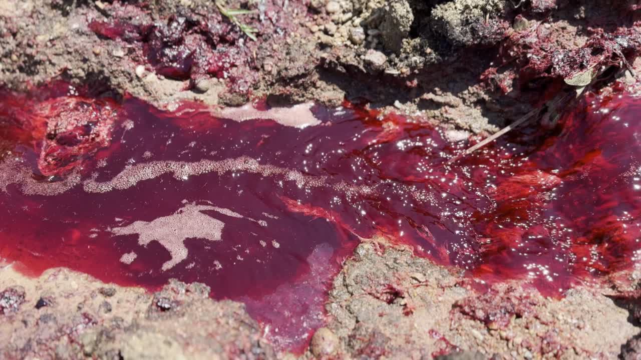 красная кровь вода смешивается с пузырьками быстро течет между грязью и кусками травы