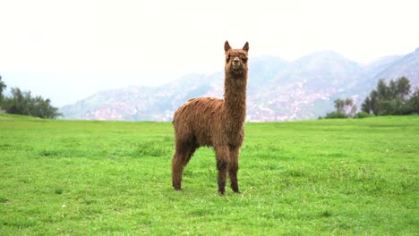 Single-alpaca-turning-its-head-towards-camera-in-field-of-green-grass,-city-of-Cusco-in-background,-slomo