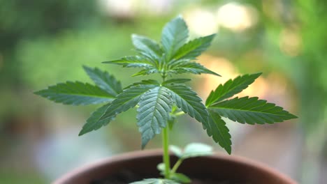 Home-grown-cannabis-plant-cultivation-standing-near-the-window-recreational,-small-plant-bokeh-closeup