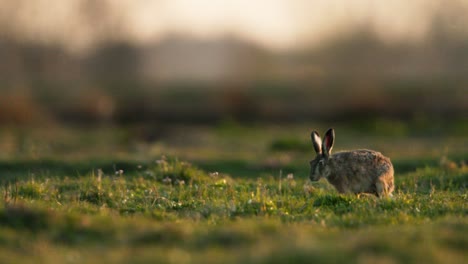 hare in a meadow at sunrise/sunset