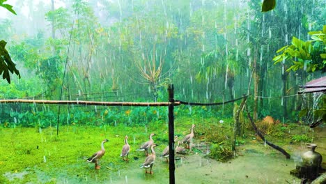 Eine-Herde-Raj-Hash-Enten-Auf-Einem-Ländlichen-Hof-Während-Der-Monsunregenzeit-In-Bangladesch