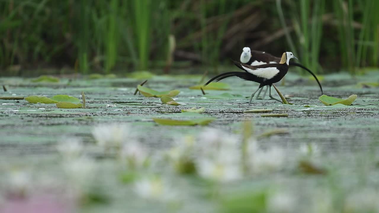 Morning light surrounds two Jacanas feeding gently among vibrant aquatic vegetation