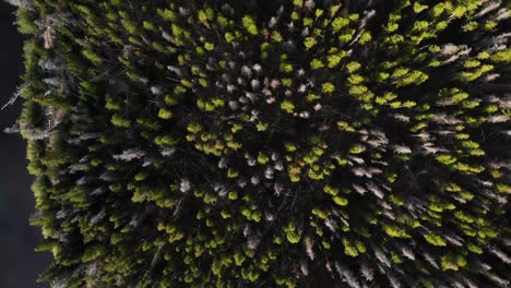 4k drone aerial footage of a forest with a lake looking top down