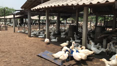patos de cría, patos de carne comerciales criados en sistemas al aire libre.