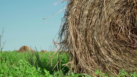 concept of agriculture. hay bales in a meadow. rural field in summer with bales of hay. low angle view