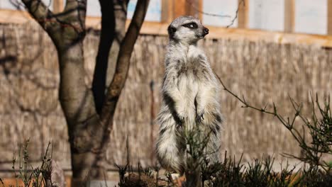 una suricata está alerta, observando el entorno