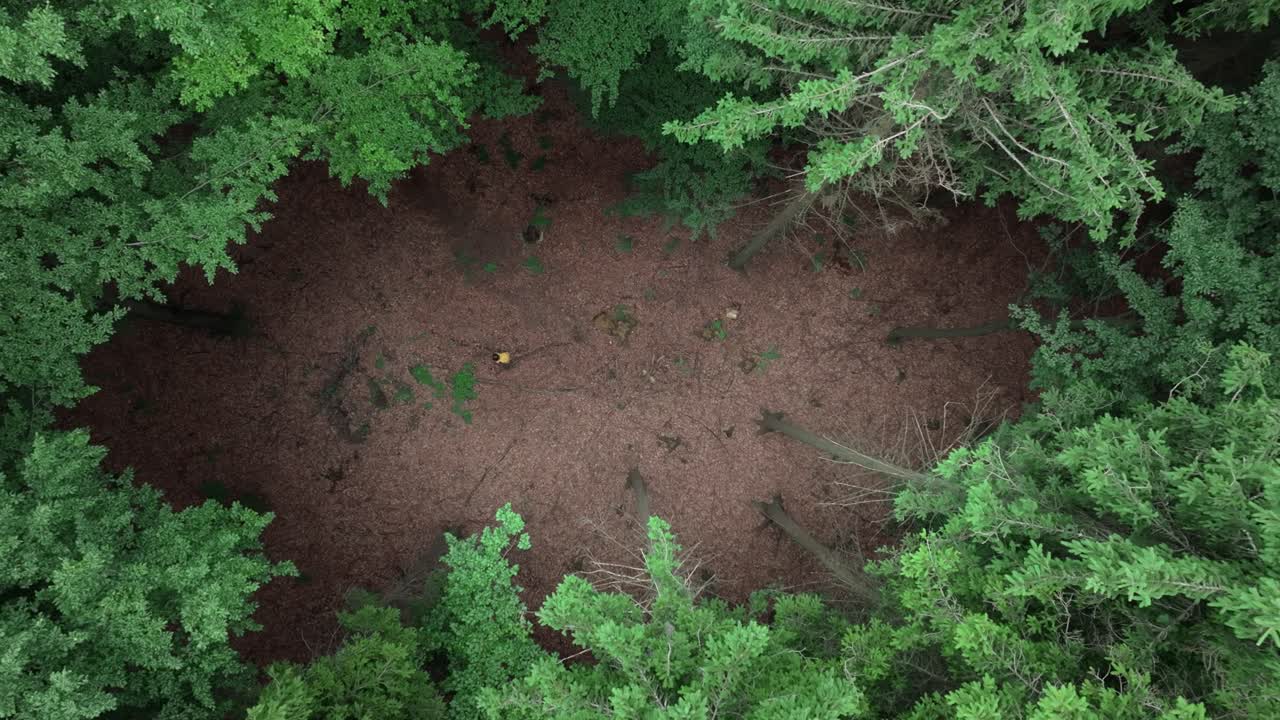 A clearing in the forest with a man walking with a backpack. Drone view of the forest in summer