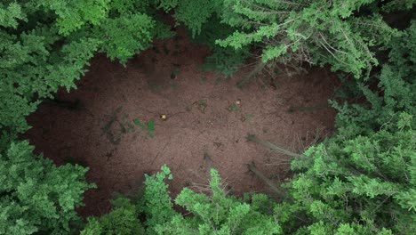 a clearing in the forest with a man walking with a backpack. drone view of the forest in summer