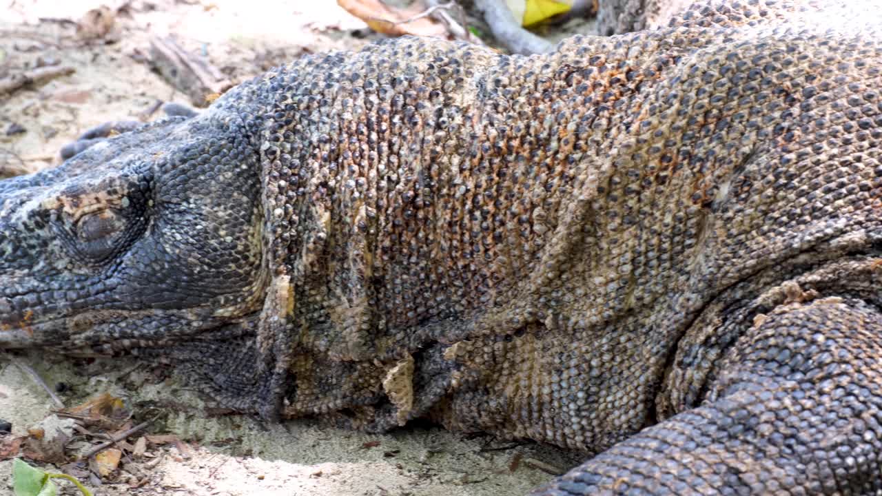 gran dragón de komodo durmiendo en la playa cubierto de hormigas rojas, cerca de piel escamosa blindada y grandes garras afiladas en el parque nacional de komodo, isla de komodo