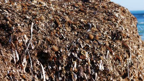 a mound of seaweed heaped up and drying on the beach as the tide recedes - sliding view revealing the ocean