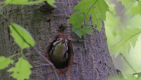 View-Of-Great-Spotted-Woodpecker-Looking-From-Inside-Of-Nest-Hole-In-Tree