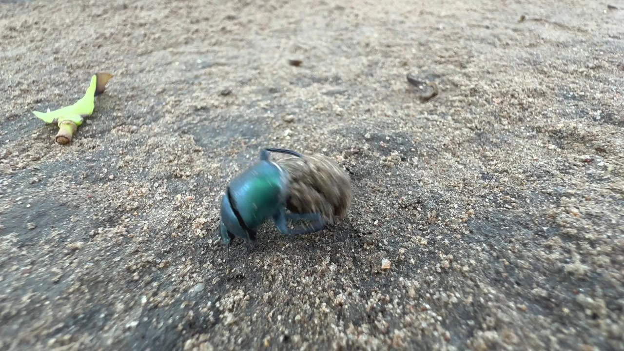 Skarabæ fra Scarabaeidae-familien ruller en kugle gødning hen over en sandet overflade i Liwonde Nationalpark, Malawi