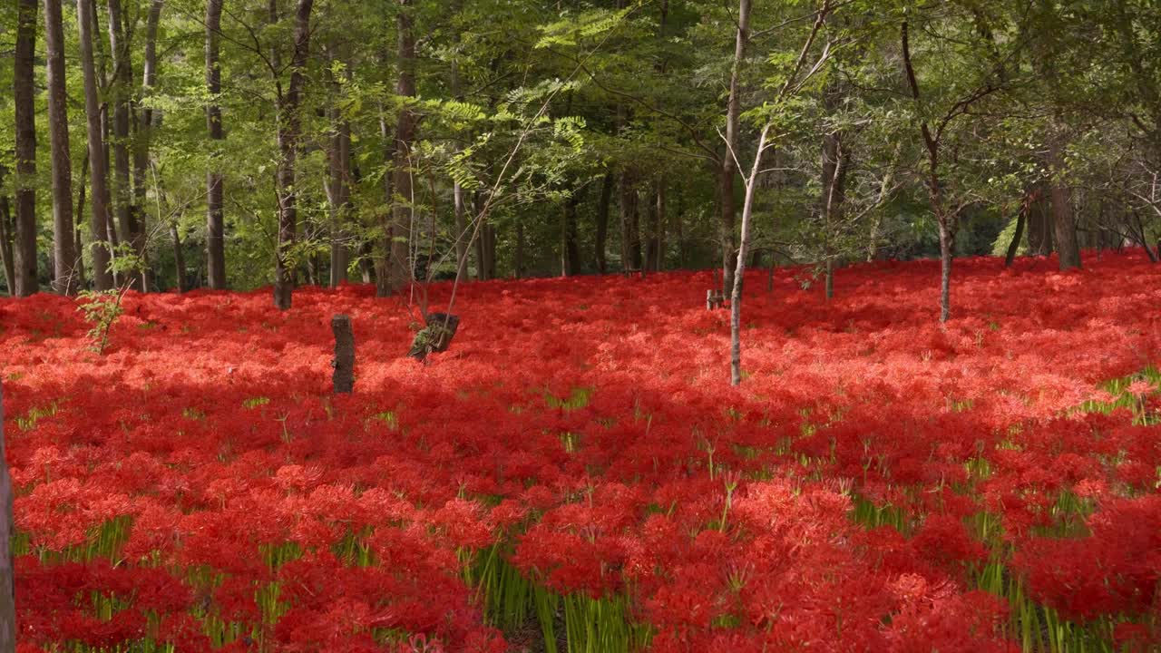 Perfect scenery at Kinchakuda spider lily field in Saitama, Japan