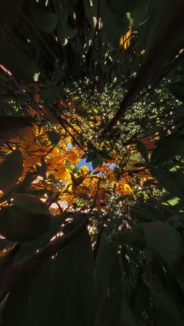 low-angle view of golden blossoms filtered through dark leaves, with light glinting in psychedelic patterns. shot in a botanical garden