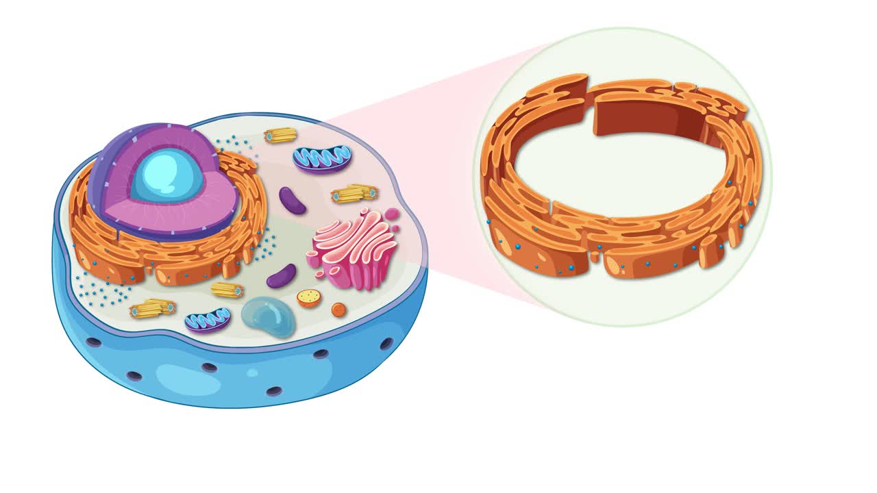 Animation illustrating animal cell anatomy, focusing on the endoplasmic reticulum with dynamic transitions and vibrant colors