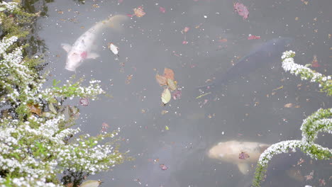 Peces-Japoneses-Nadando,-Tokio,-Japón