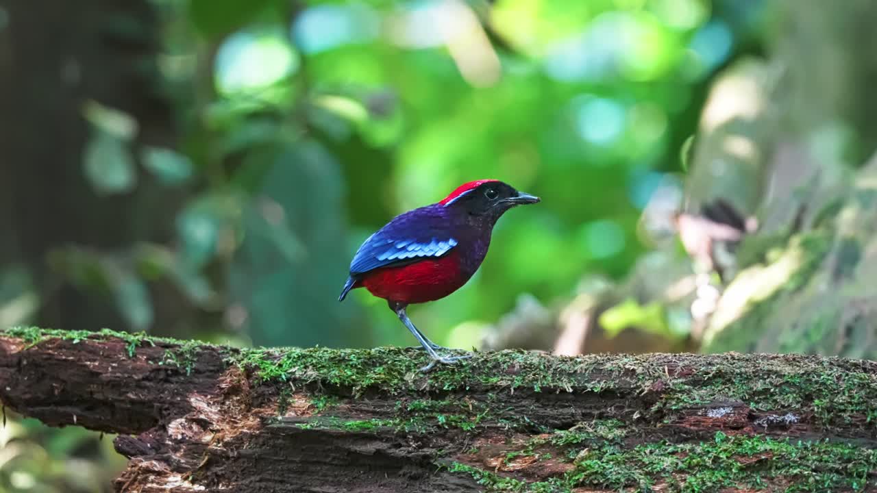 Colorful Plumage Of Garnet Pitta Bird In The Rainforest In Taman Negara National Park In Malaysia. Close-up Shot