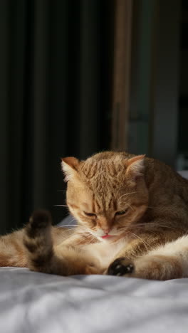 ginger british shorthair cat relaxing on a bed