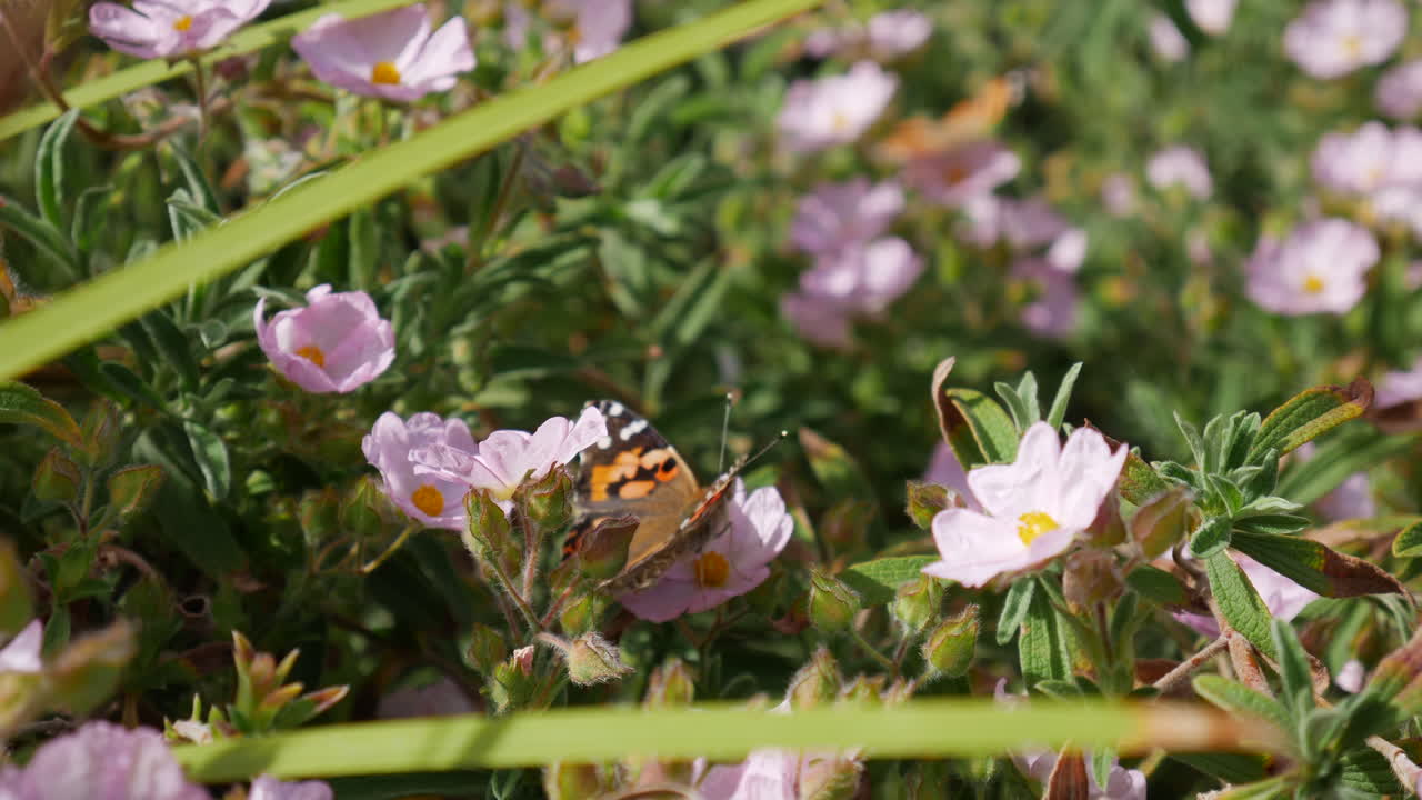 A colorful painted lady butterfly feeding on nectar and pollinating pink wild flowers during a sunny California bloom