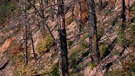 pinos y el aspecto del bosque después de un incendio forestal