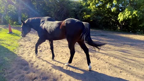 Horses-can-be-seen-roaming,-playing,-and-grazing-in-a-spacious-paddock-surrounded-by-lush-greenery-in-their-stables-at-yellow-wood-park-Durban