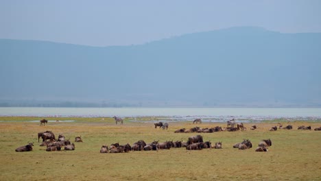 zebras and wildebeests grazing by the lake in the heart of ngorongoro crater