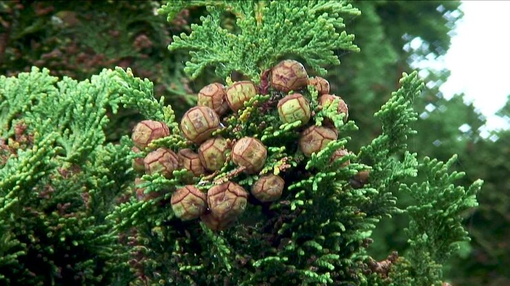 Un grappolo di pigne e semi appesi a un cipresso di Lawson in un giardino a Oakham, Rutland, Regno Unito