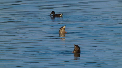 three ducks diving searching for food in lake