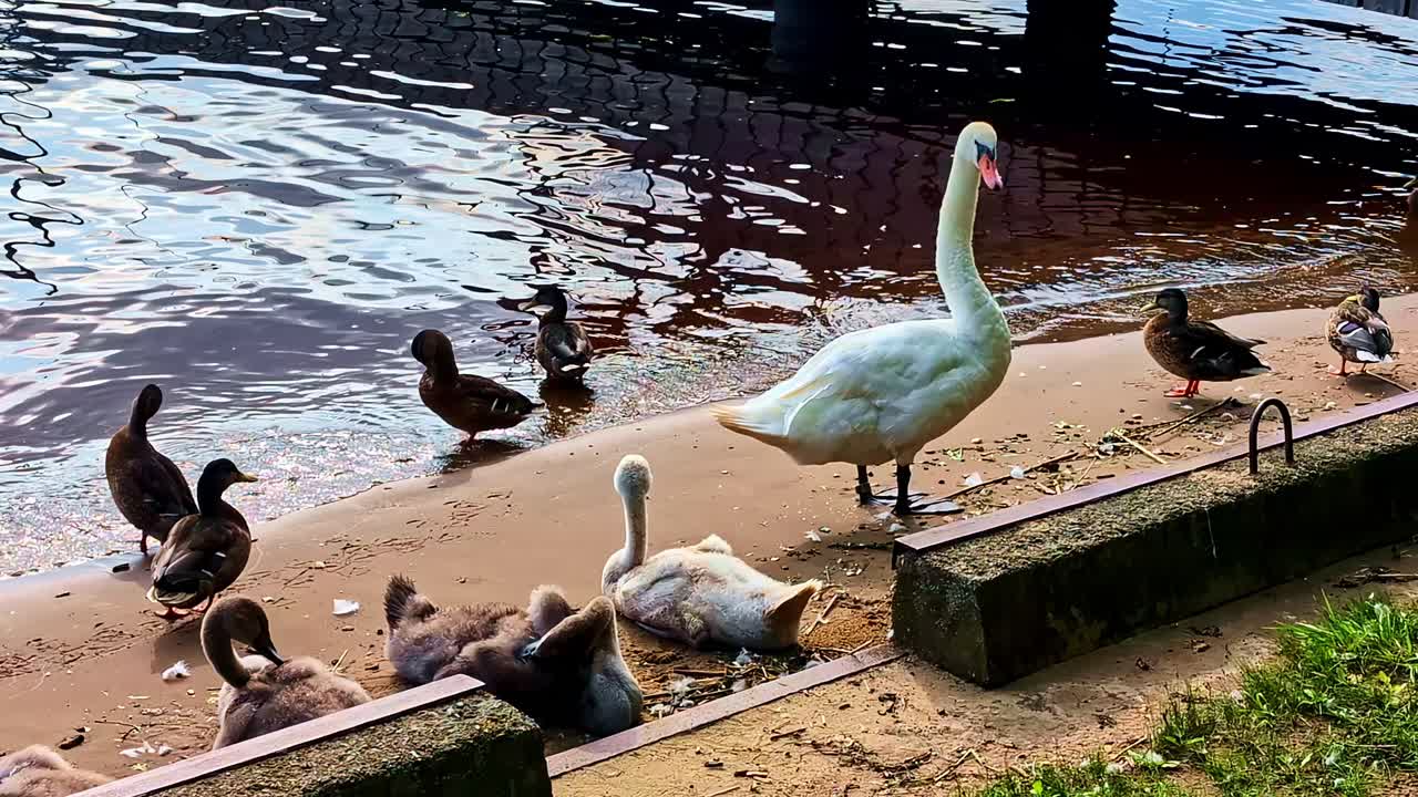 Swans and Ducks by the Lake