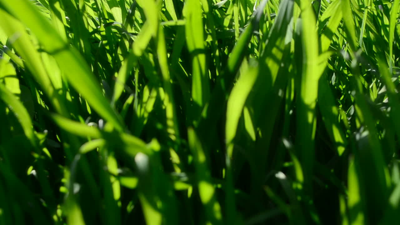 Ripresa di un prato. Sfondo verde