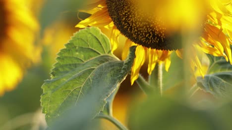 macro de un girasol en los campos que florecen en primavera