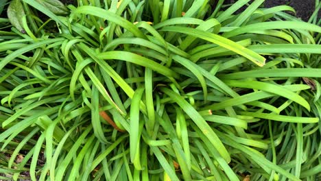 close-up of dense green foliage in melbourne park