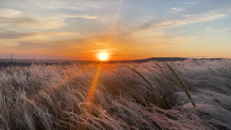 sunset over a field of grass