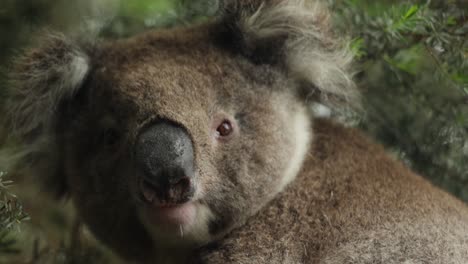 a close up of a koalas face in southern australia while he looks at the camera