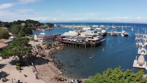 wide panning aerial shot of a large group of sea lions splashing in the water and hanging out on the rocks at the old fisherman's wharf in monterey, california