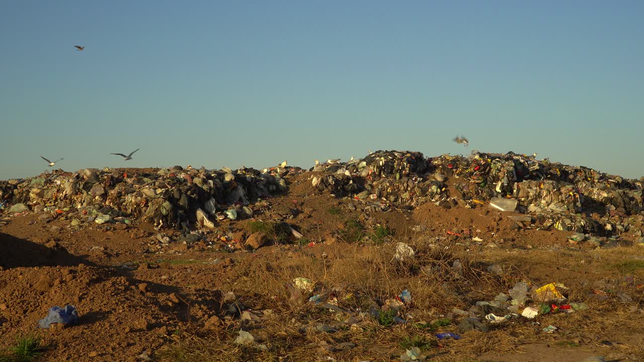gaviotas de cabeza gris y chimango caracaras sobrevuelan un vertedero