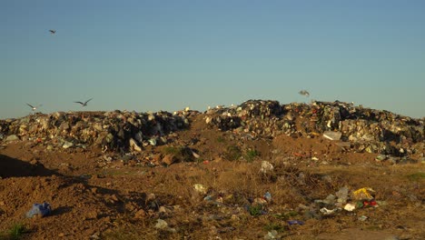 gray-headed gulls and chimango caracaras overfly a waste dumping ground