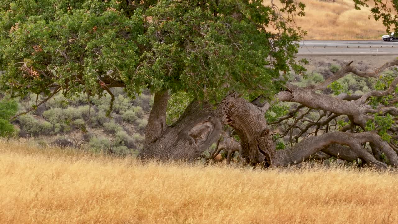 Albero storto vicino alla strada
