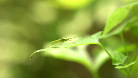 Un-Insecto-Se-Sienta-En-Una-Hoja.