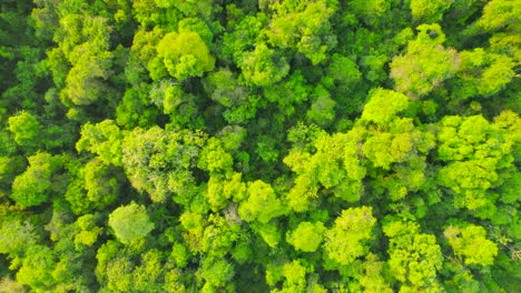 a vast virgin jungle discovered by a drone