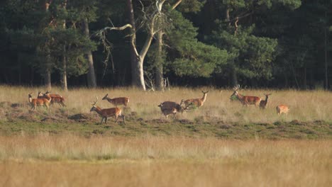 disparo ancho de una manada de ciervos rojos en un campo de hierba en el borde de un bosque en una cálida luz dorada, cámara lenta