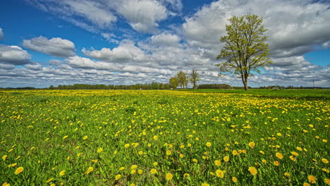 shot of yellow wild dandelions blooming in timelapse with white clouds passing in timelapse by at daytime