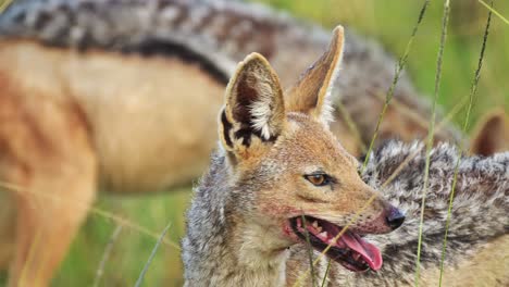 slow motion shot of close shot of jackal face with blood around mouth after feeding on dead antelope, african wildlife in maasai mara north conservancy, nature in masai mara national reserve