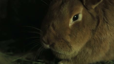 close-up of a brown rabbit