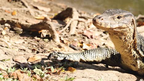 un lagarto monitor descansa cerca de un estanque