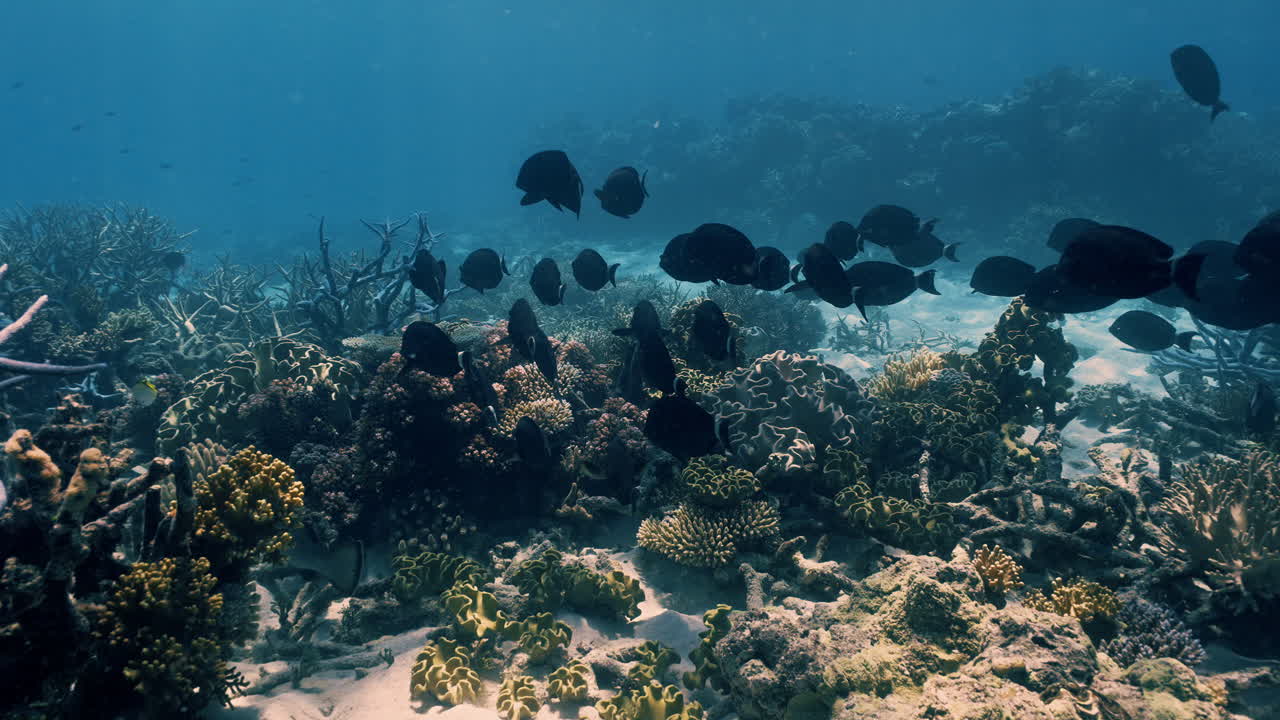 Underopptak som viser en stim med revfisk som sirkler og driver over korallstrukturer ved Opal Reef, Port Douglas. Jevn, stabilisert bevegelse i klart vann, egnet for Great Barrier Reef