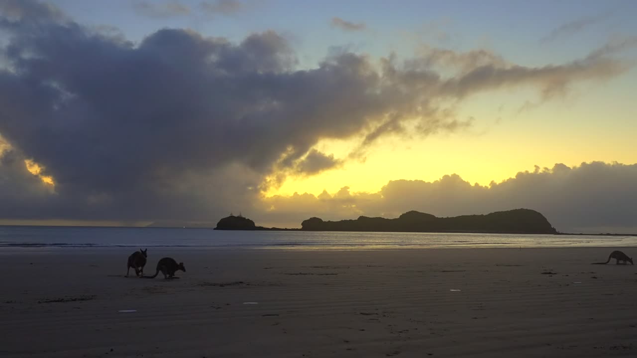 Cape Hillsborough Nationalpark, tidlig morgensolopgang. Kænguruer og wallabies, der spiser ved Casuarina Beach Cove. Twin Beach udkigspunkt, Australien, Wedge Island, Queensland, Orchid Rock. Lavvande og bølger