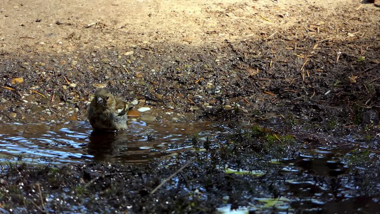 암컷 핀치새가 웅덩이에서 몸을 씻는다